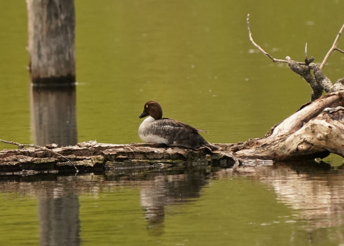 Common Goldeneye - ML620250973