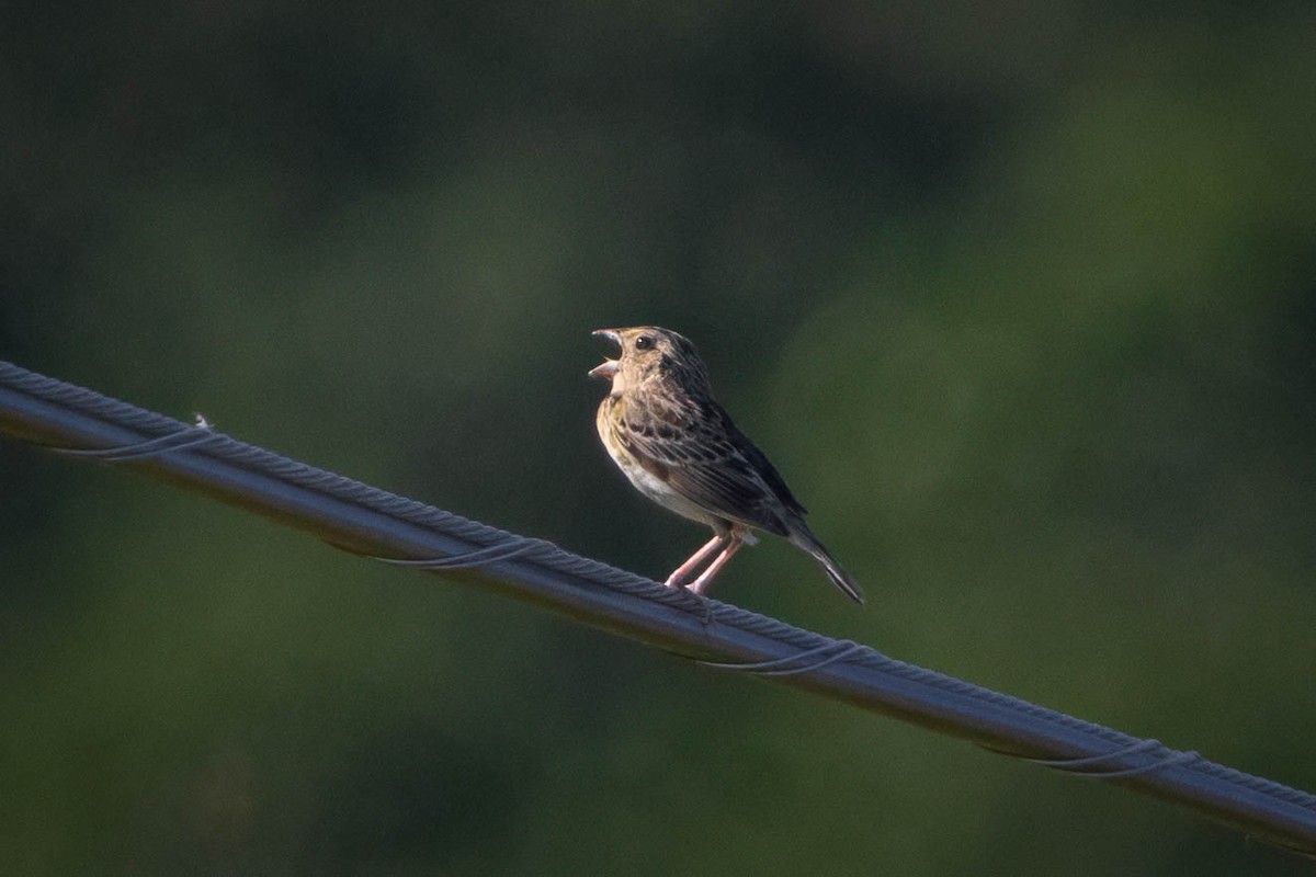 Grasshopper Sparrow - ML620250974