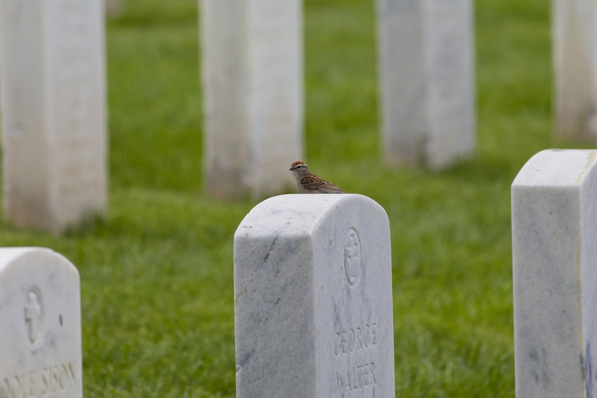 Chipping Sparrow - ML620250975