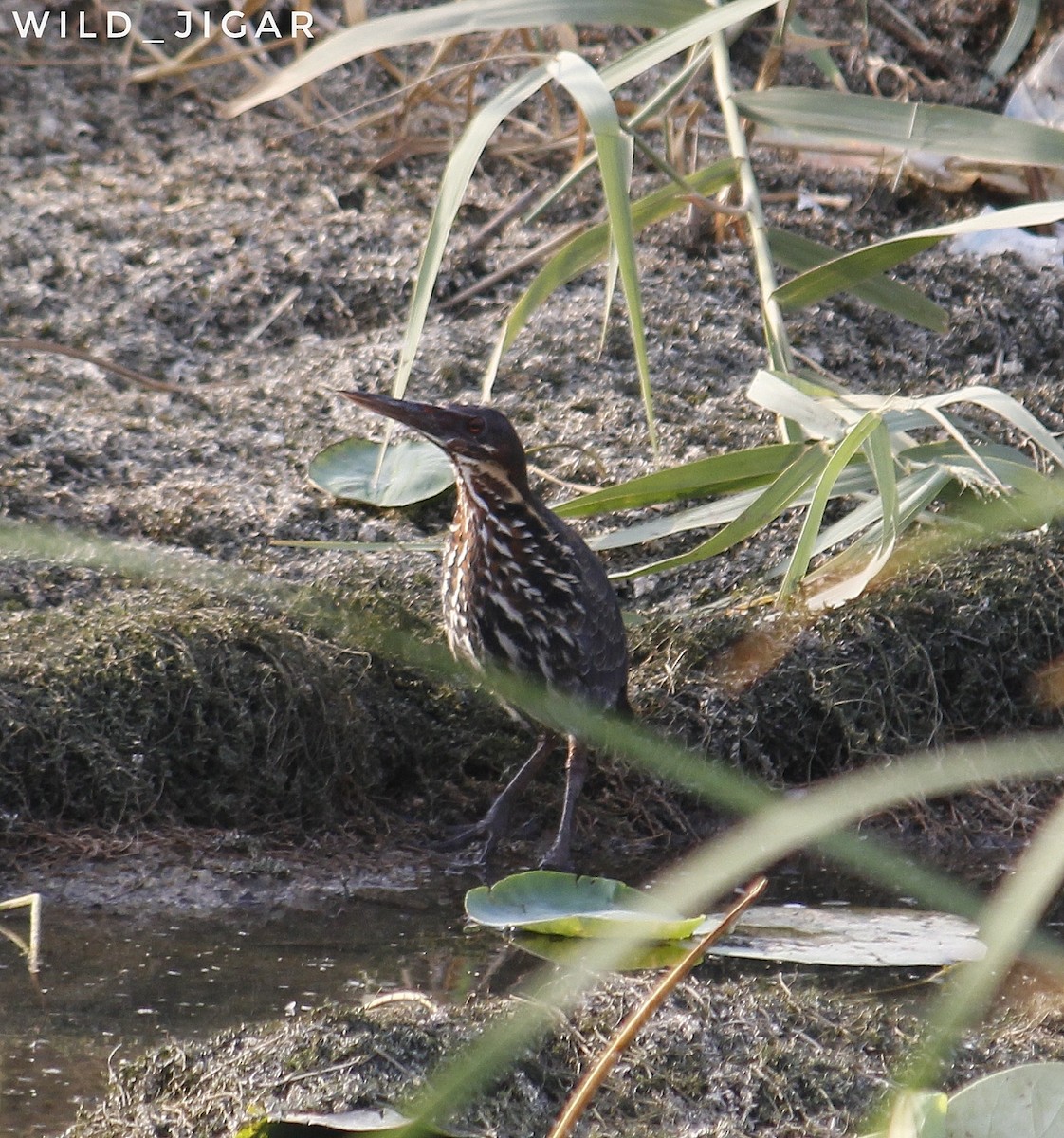 Black Bittern - ML620250982