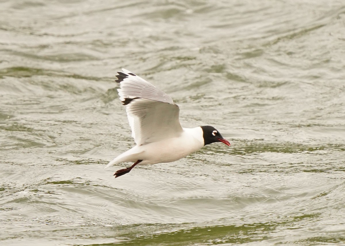 Franklin's Gull - ML620250987