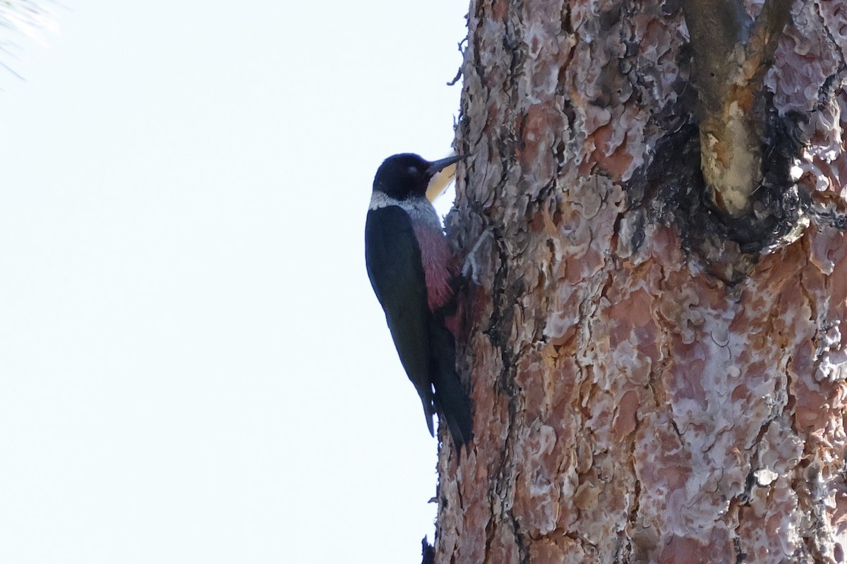 Lewis's Woodpecker - ML620250988
