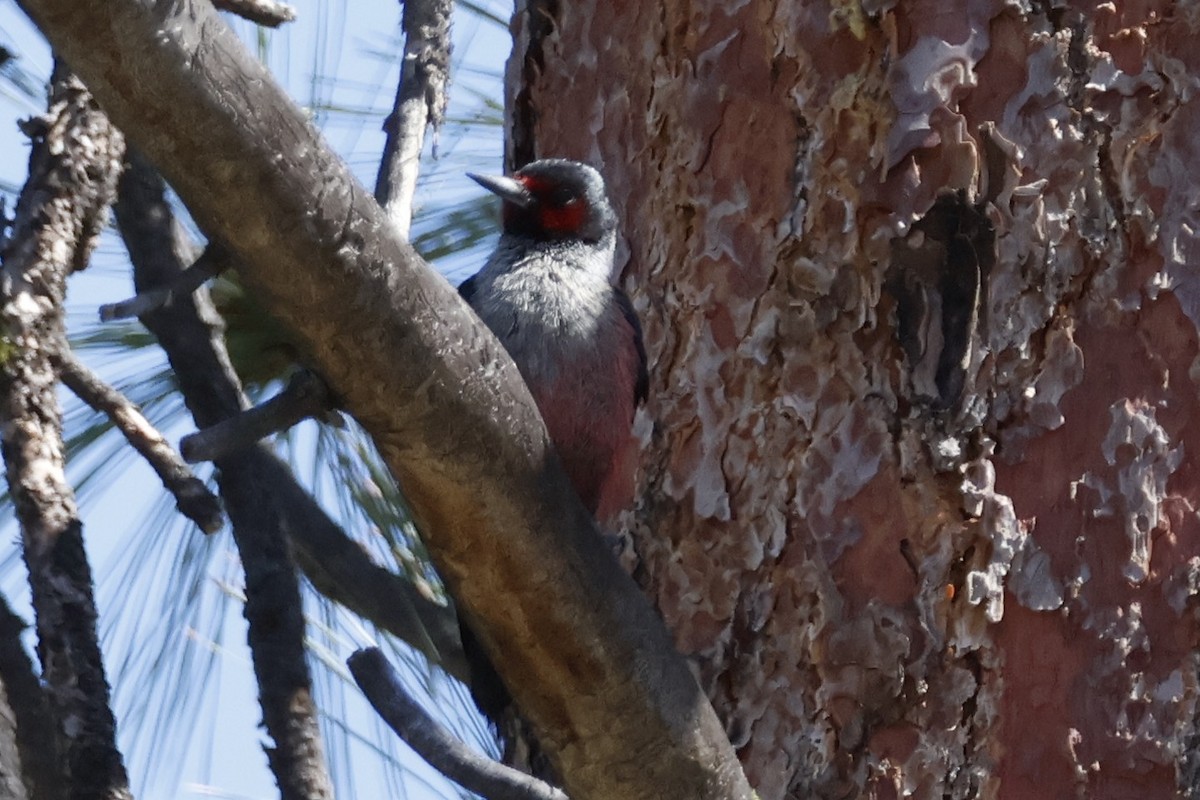 Lewis's Woodpecker - ML620250989