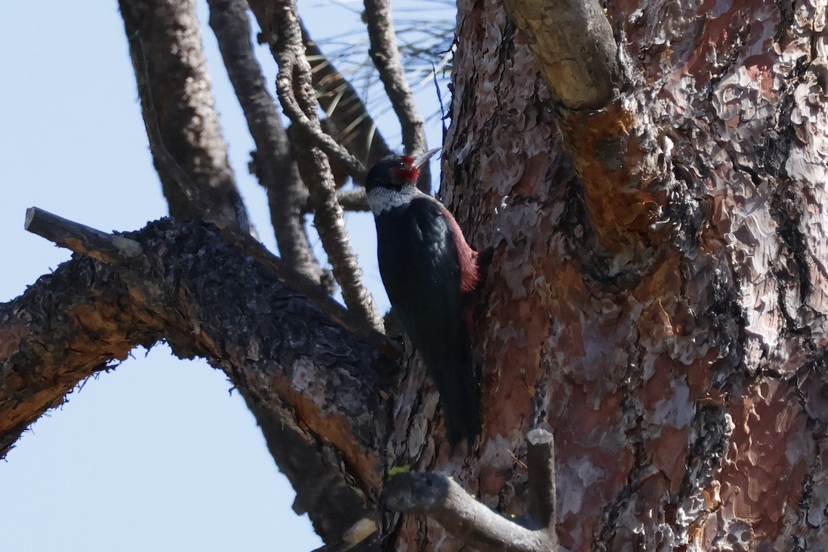 Lewis's Woodpecker - ML620250990