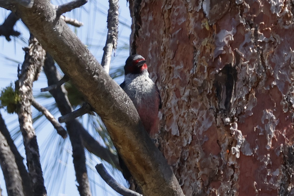 Lewis's Woodpecker - ML620250991