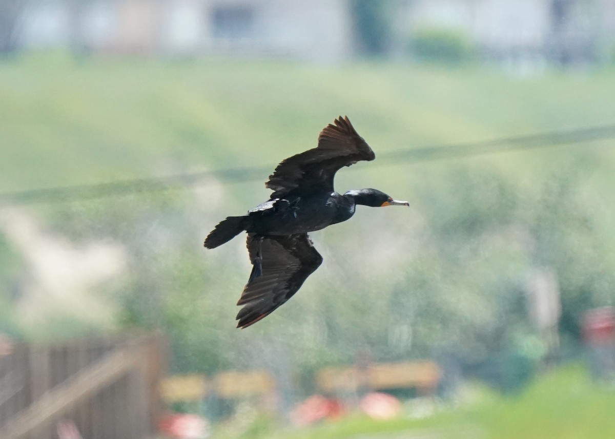 Double-crested Cormorant - ML620250996