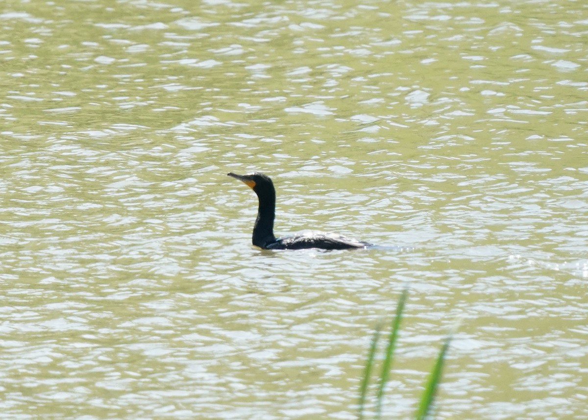 Double-crested Cormorant - Pam Hardy