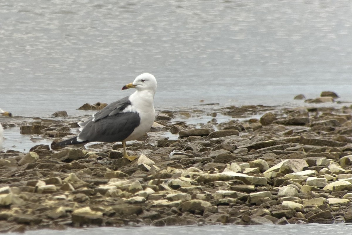 Black-tailed Gull - ML620251002