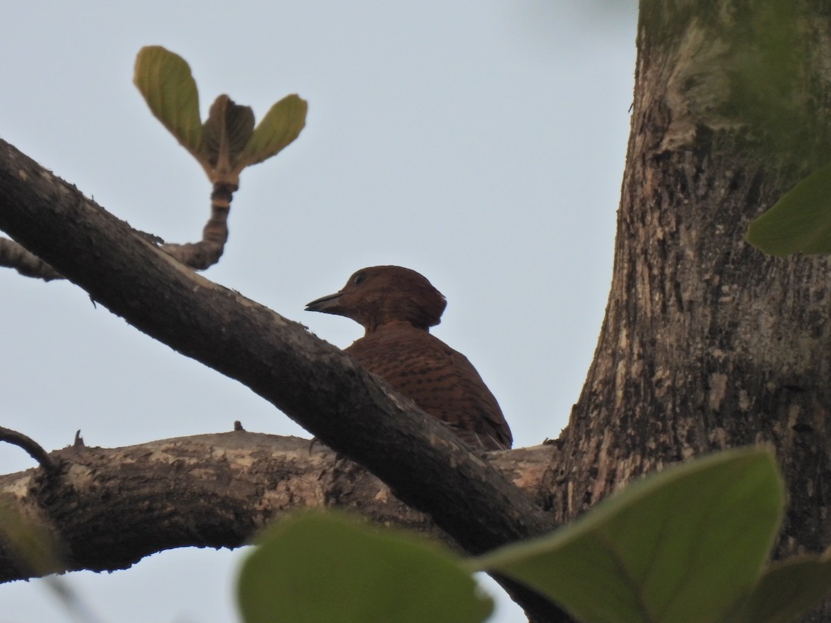 Rufous Woodpecker - ML620251003