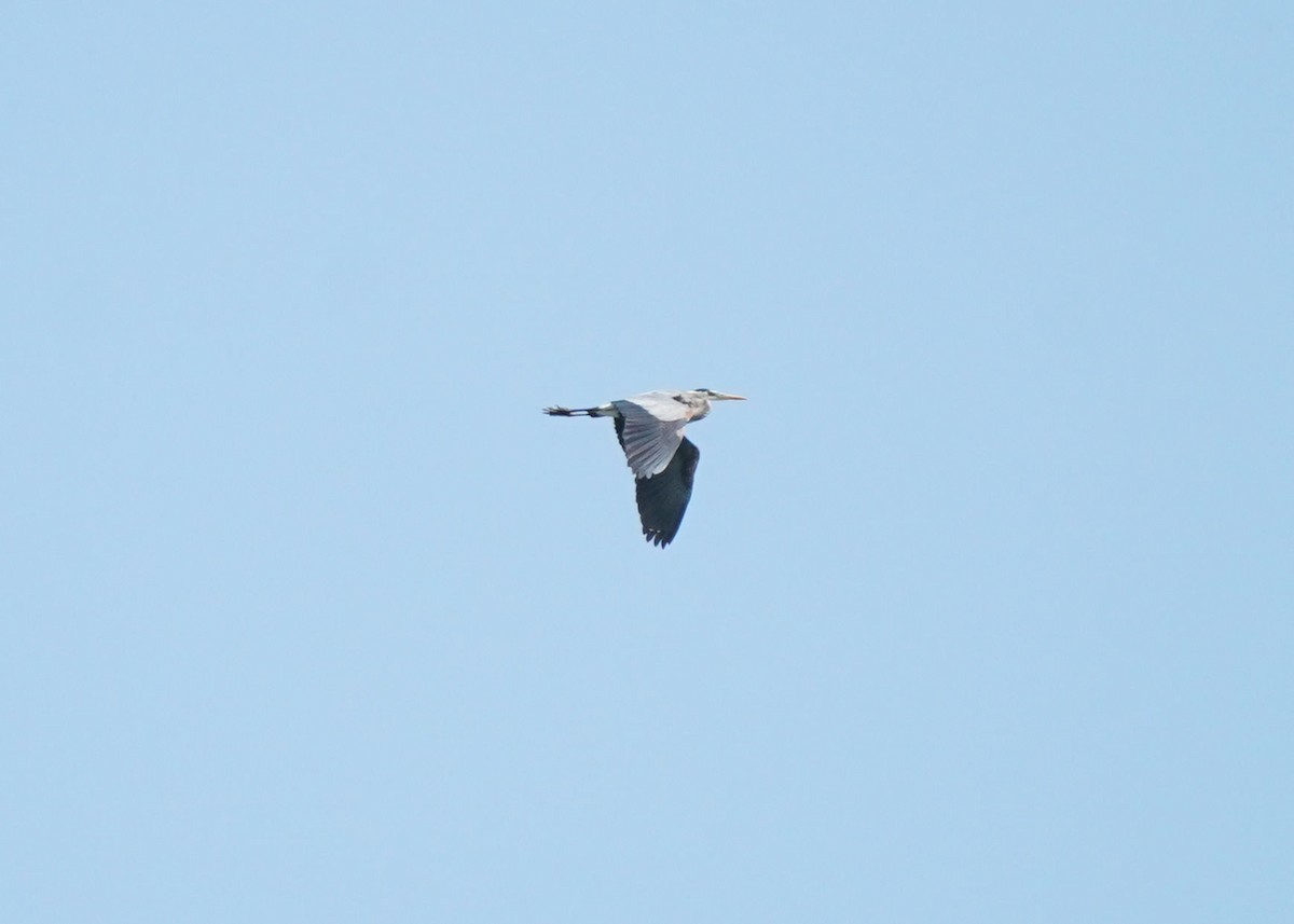 Great Blue Heron - ML620251005