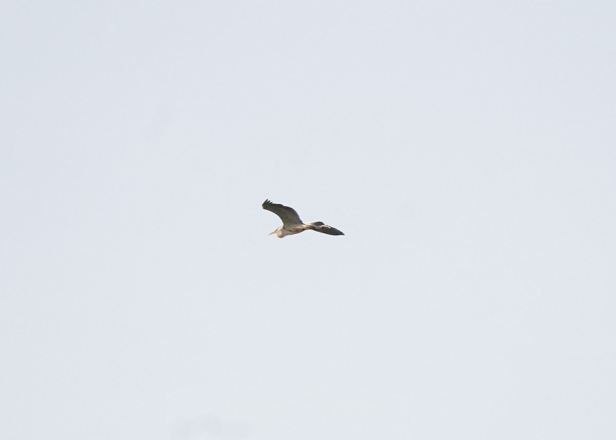 Great Blue Heron - ML620251006