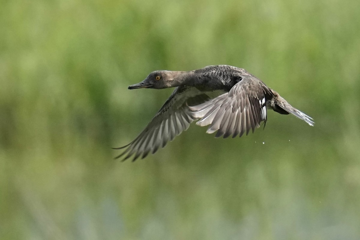 Hooded Merganser - ML620251020