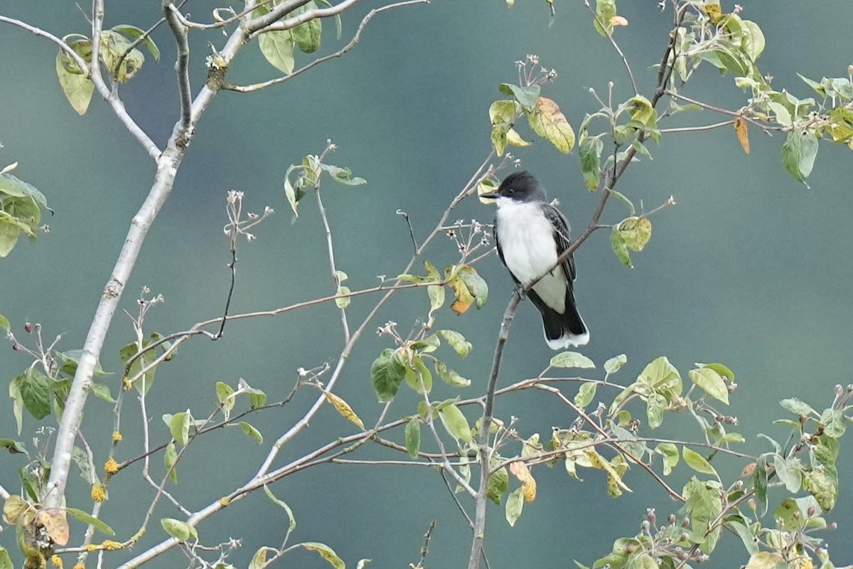 Eastern Kingbird - ML620251035