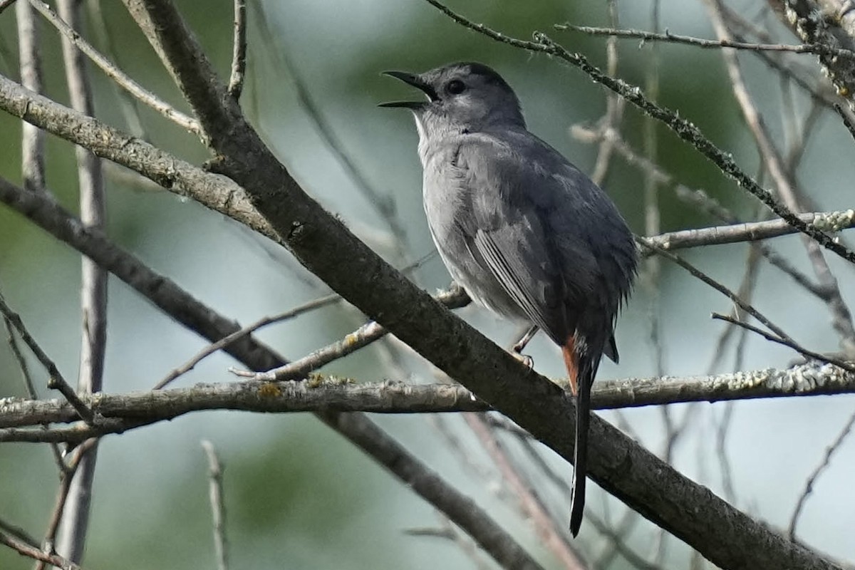 Gray Catbird - ML620251046