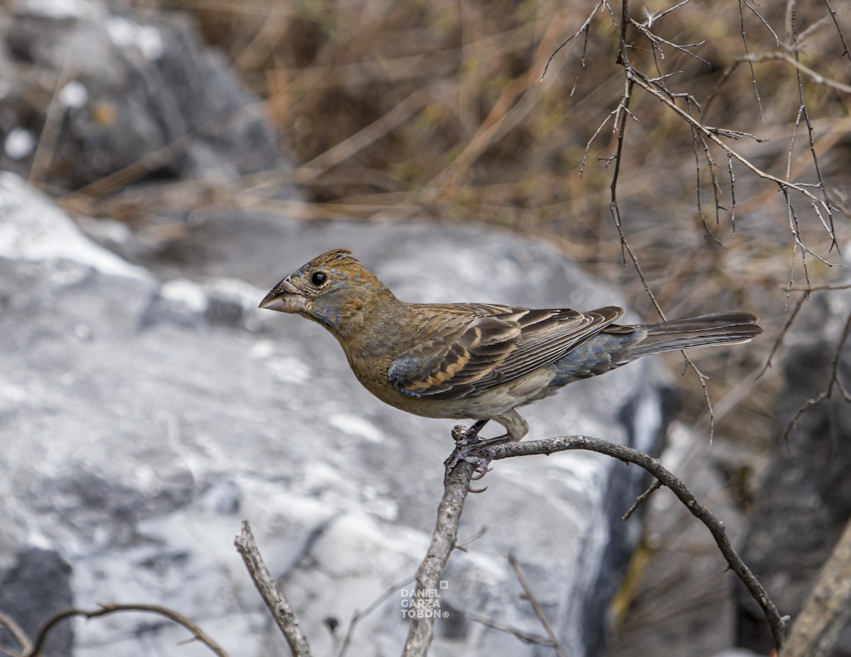 Blue Grosbeak - ML620251049