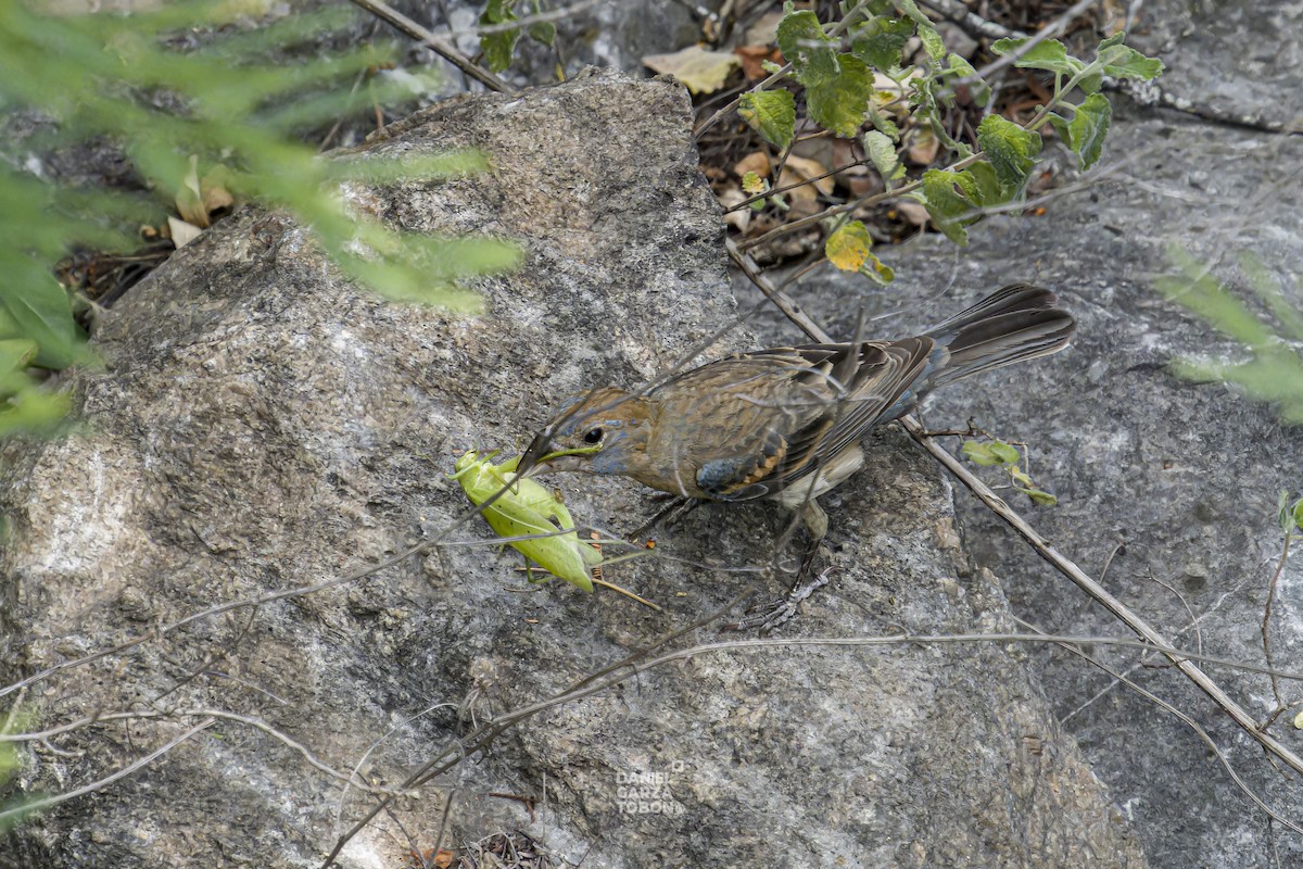 Blue Grosbeak - ML620251050