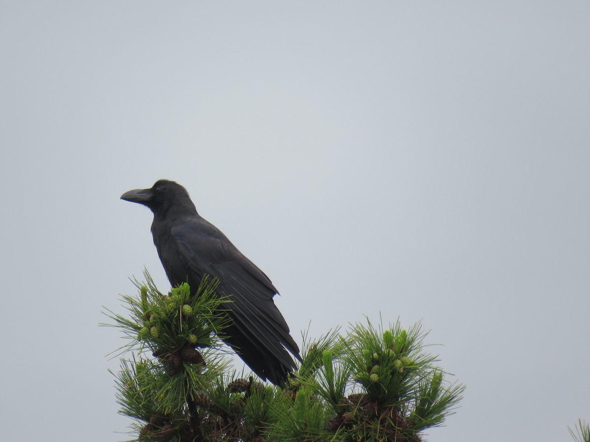 Large-billed Crow - ML620251054