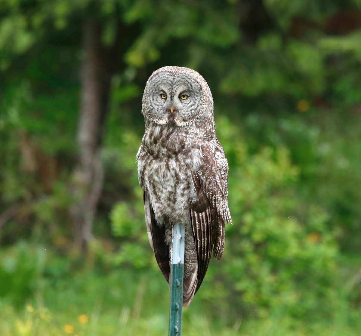 Great Gray Owl - Mark  Ludwick