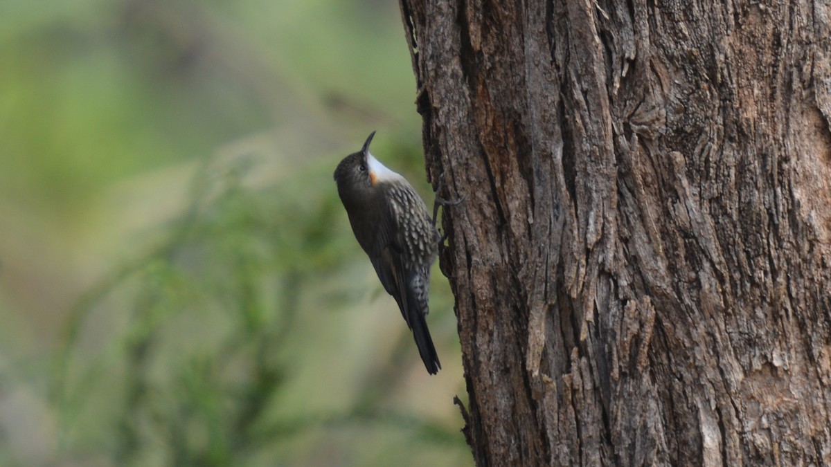 White-throated Treecreeper - ML620251066