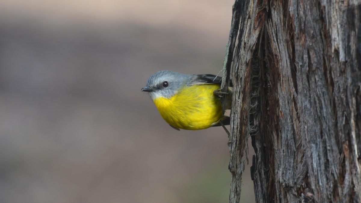 Eastern Yellow Robin - ML620251076