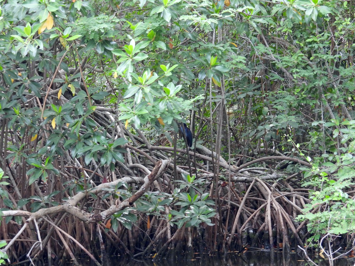 Agami Heron - ML620251083