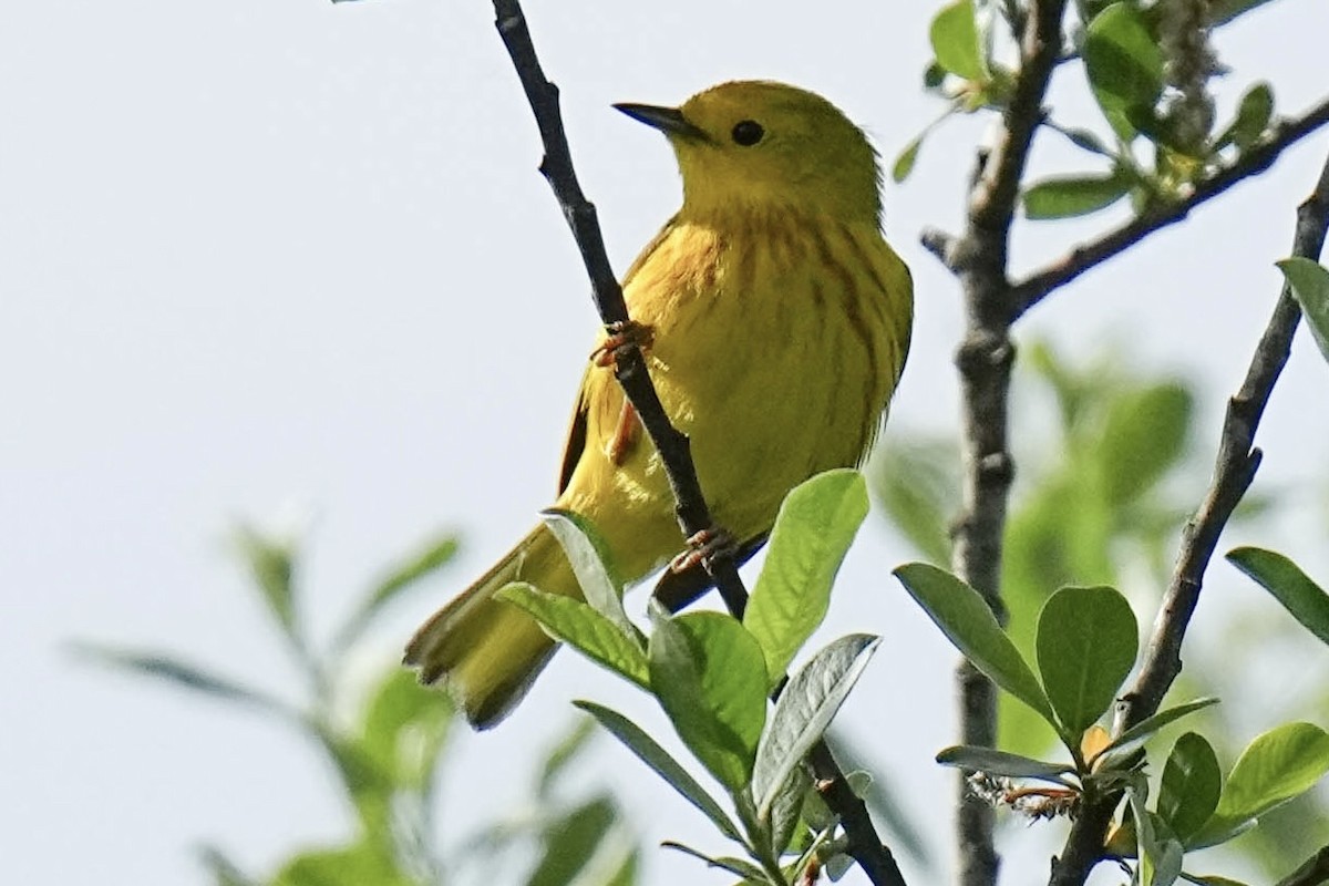 Yellow Warbler - ML620251094