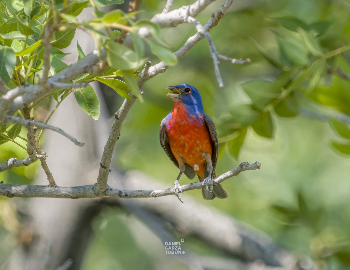 Painted Bunting - ML620251097