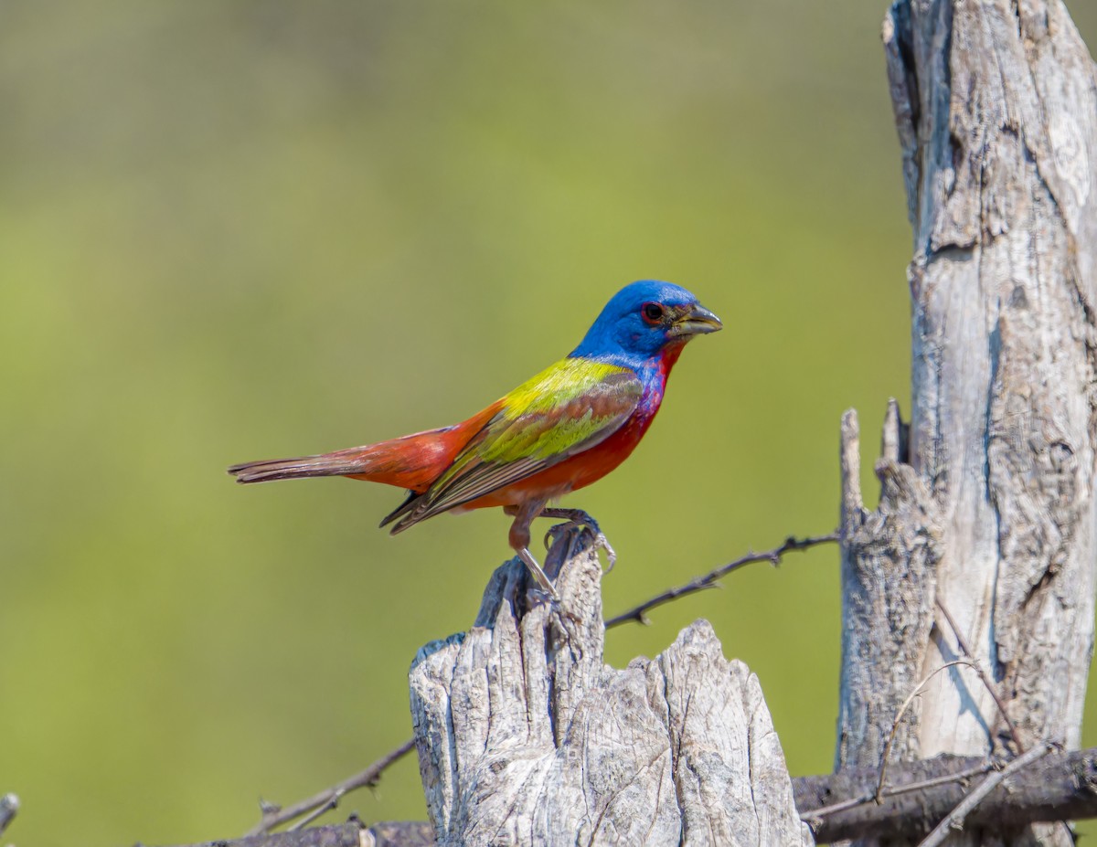 Painted Bunting - ML620251098