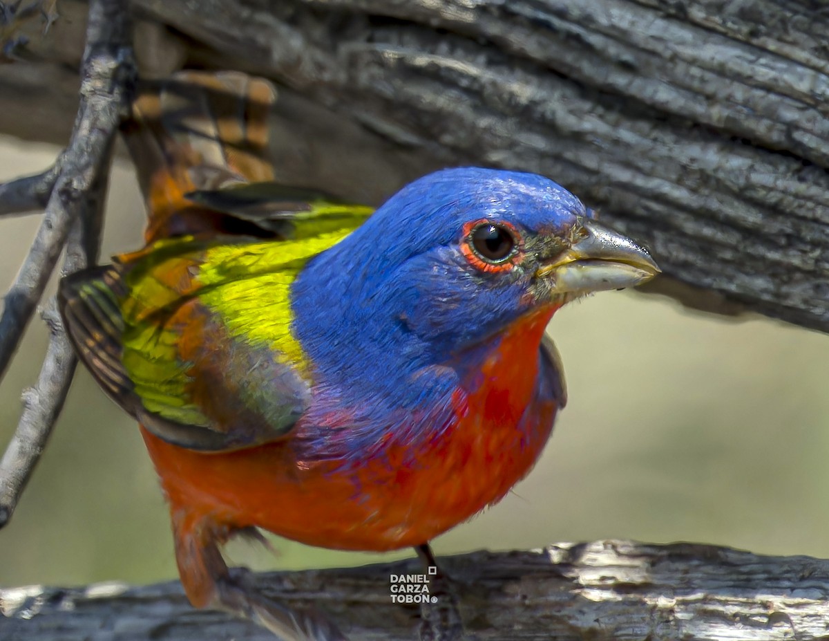 Painted Bunting - ML620251099