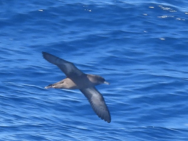 Sooty Shearwater - ML620251101