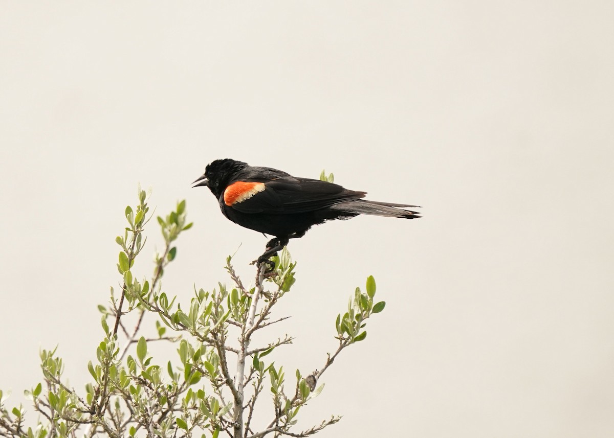 Red-winged Blackbird - ML620251105