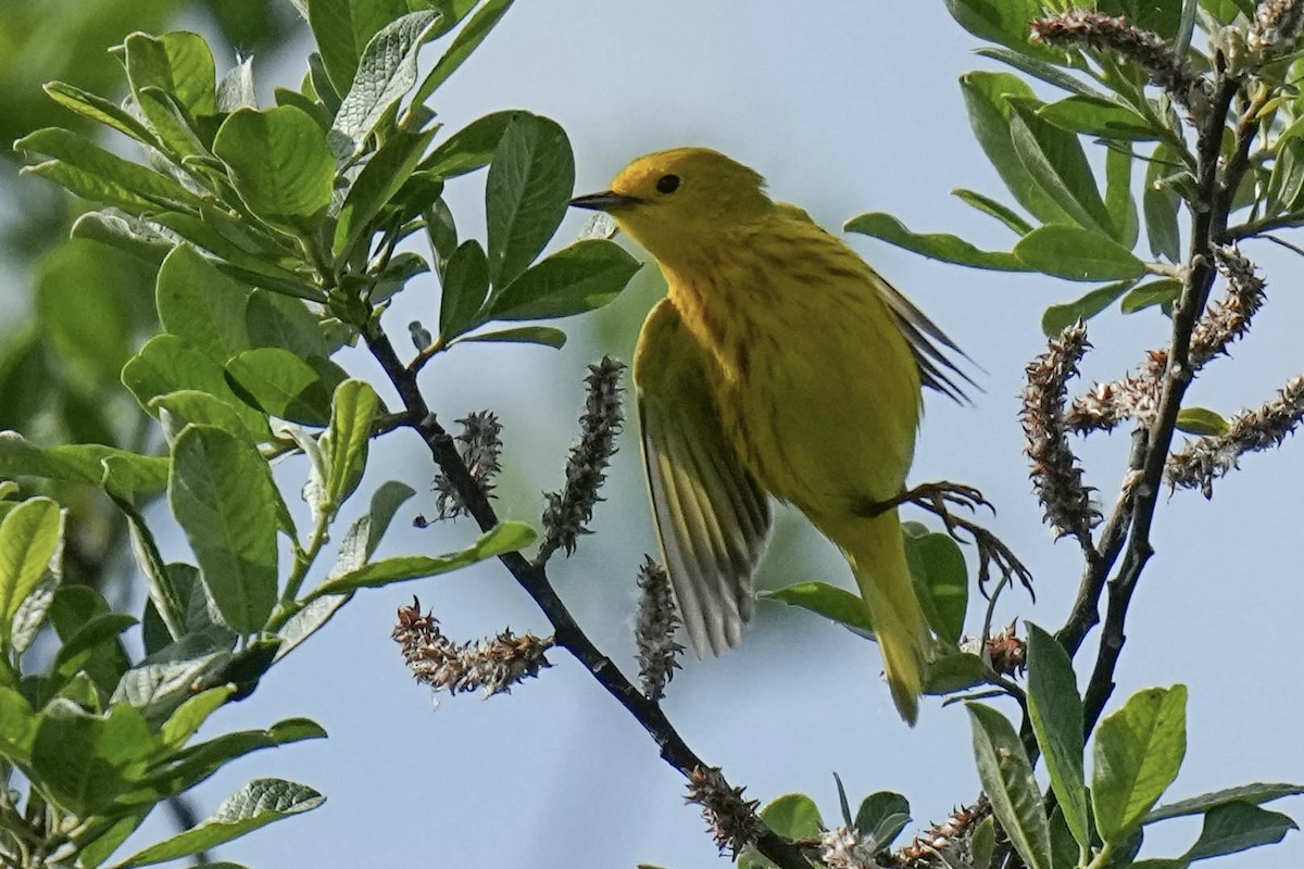 Yellow Warbler - ML620251106