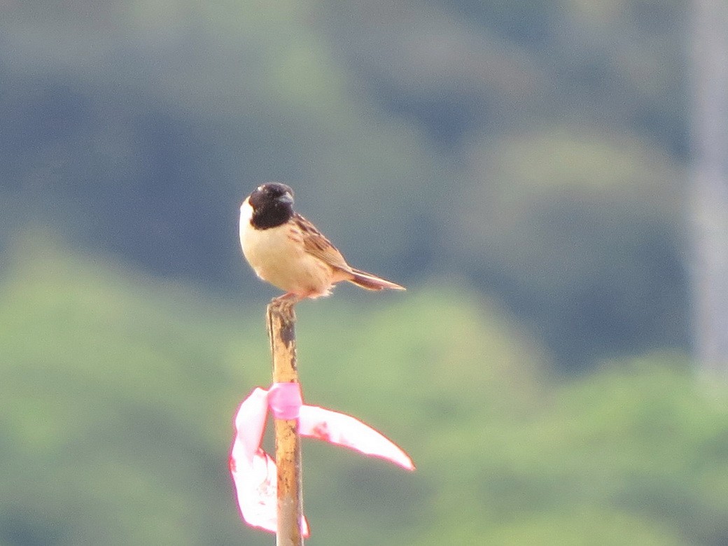 Ochre-rumped Bunting - ML620251107