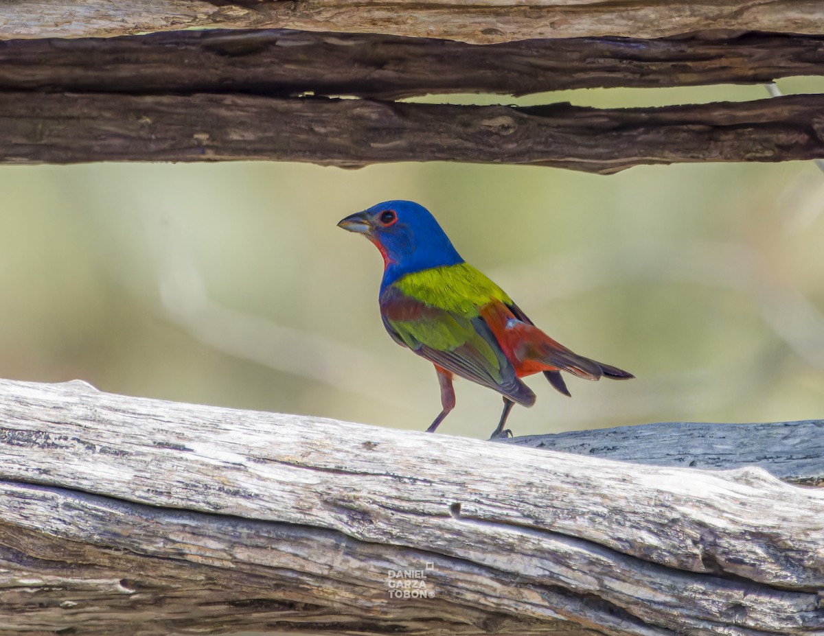 Painted Bunting - ML620251112