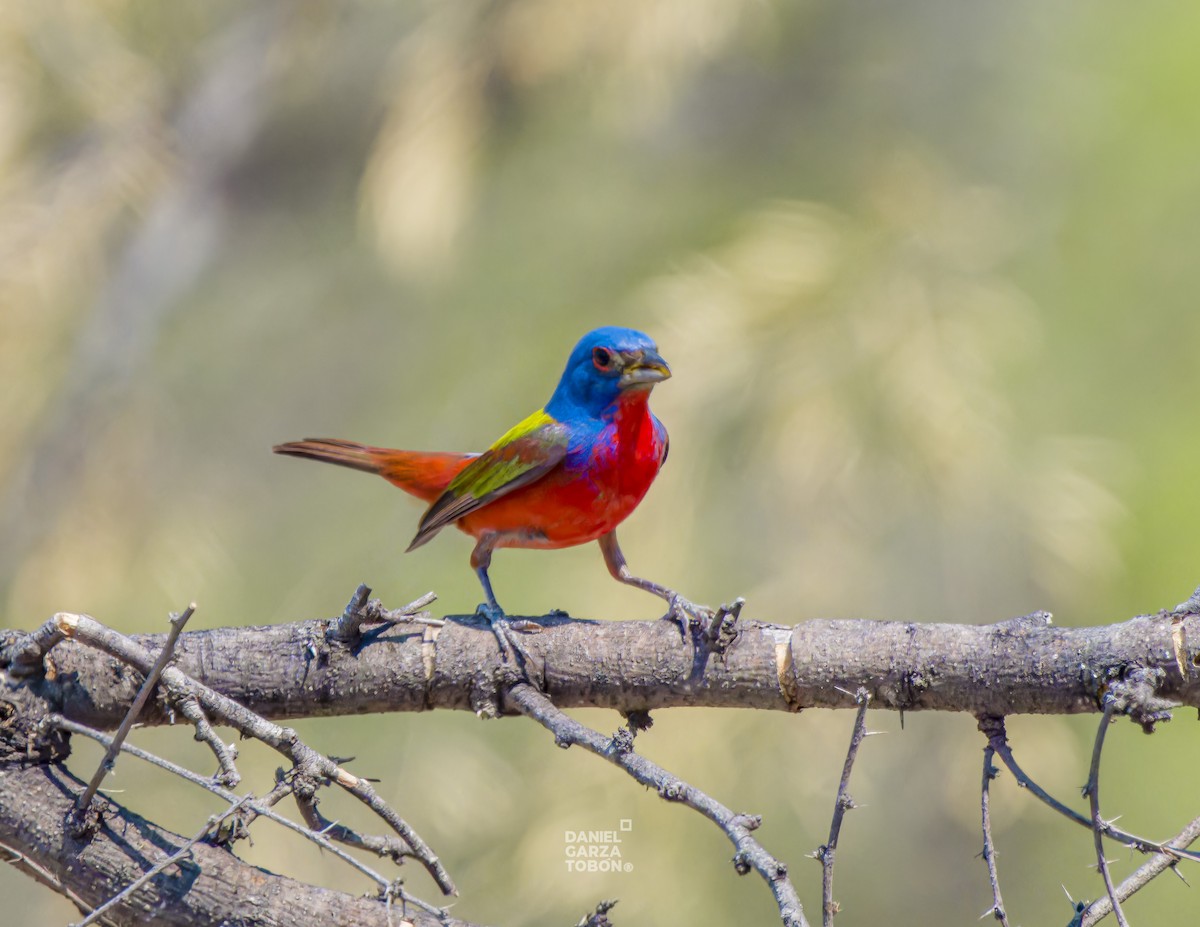 Painted Bunting - ML620251113