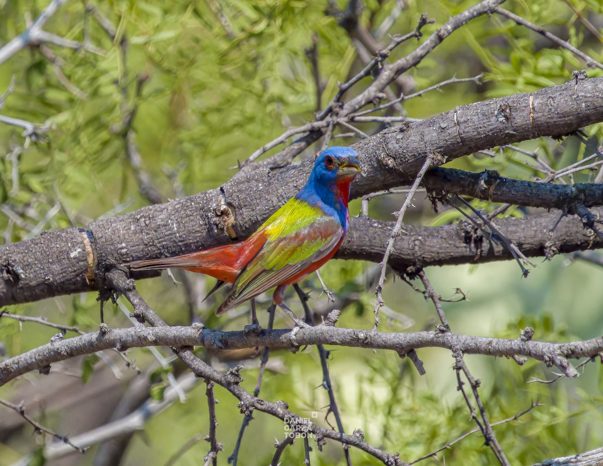 Painted Bunting - ML620251114