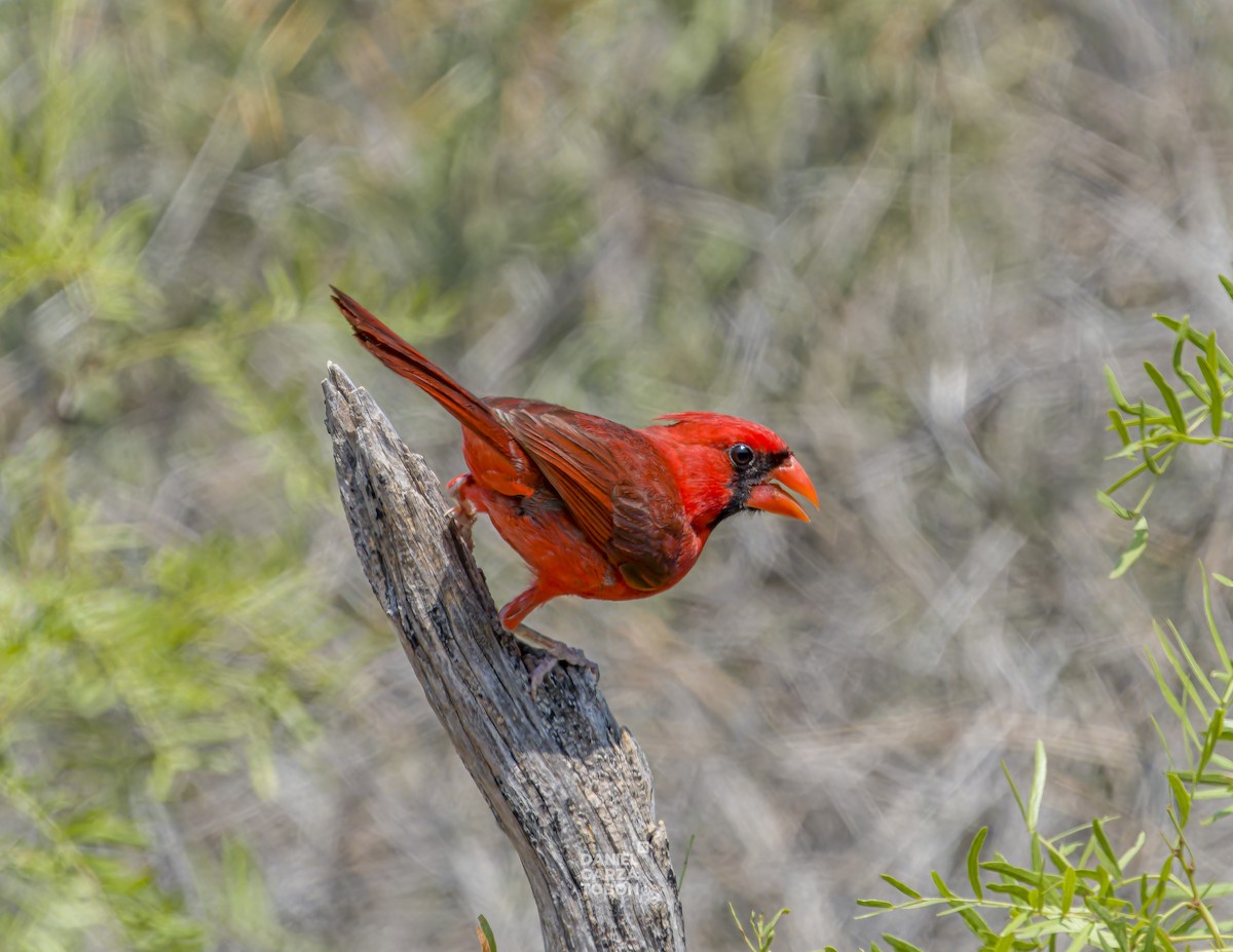 Красный кардинал [группа cardinalis] - ML620251122