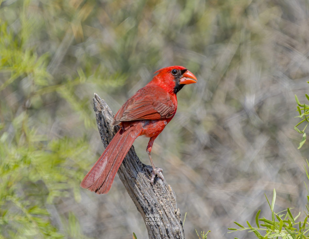 Cardinal rouge (groupe cardinalis) - ML620251123