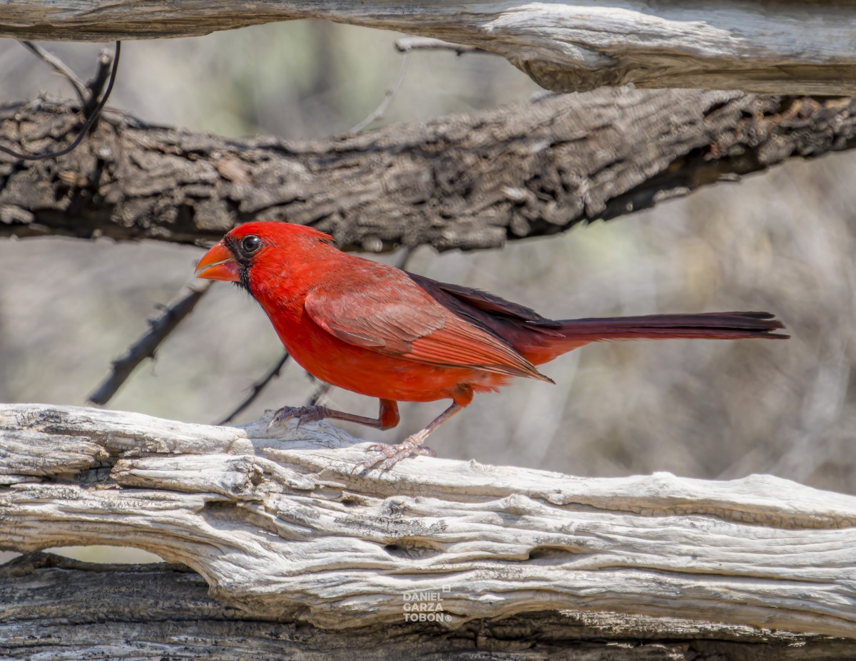Красный кардинал [группа cardinalis] - ML620251124