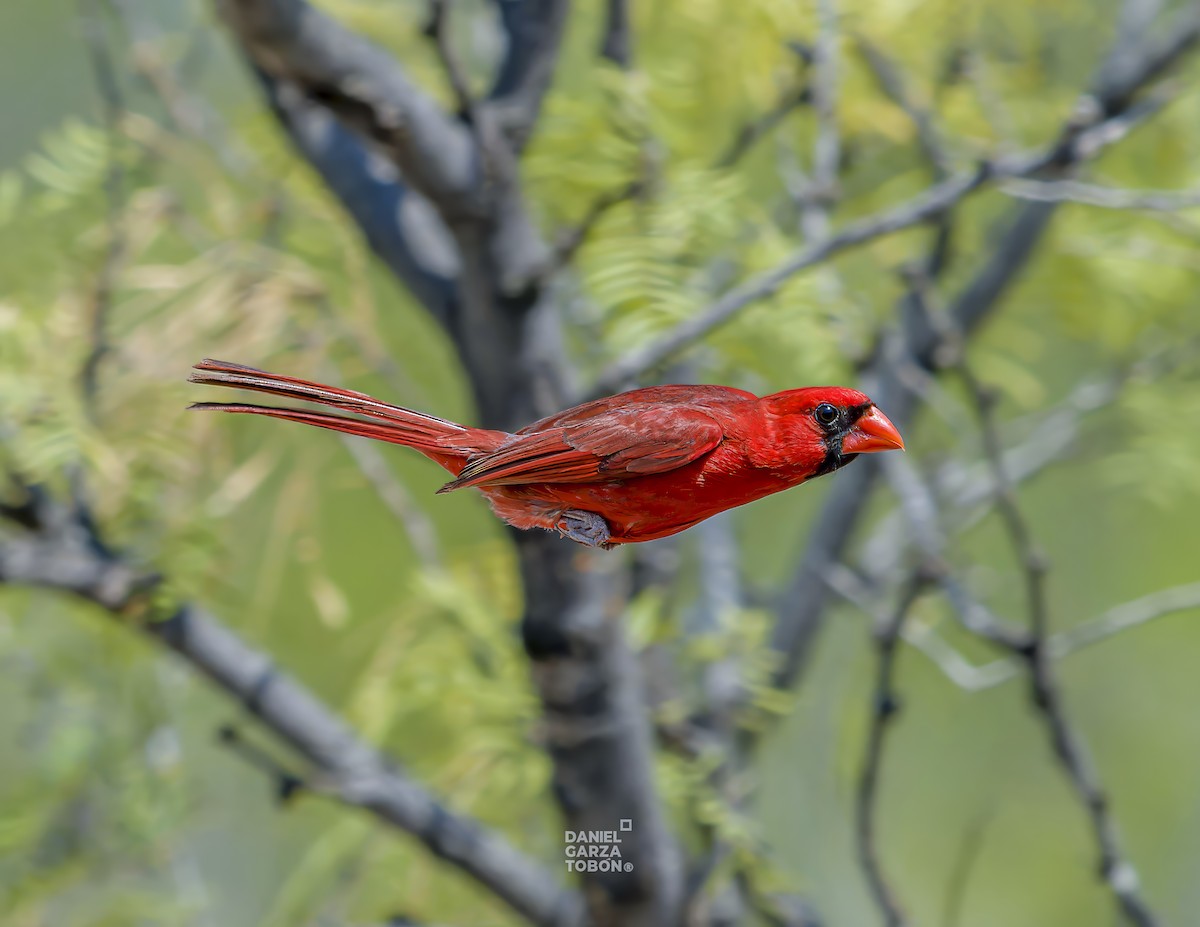 Красный кардинал [группа cardinalis] - ML620251125