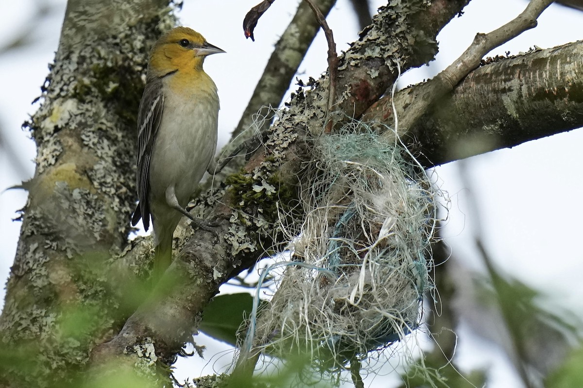 Oriole de Bullock - ML620251134