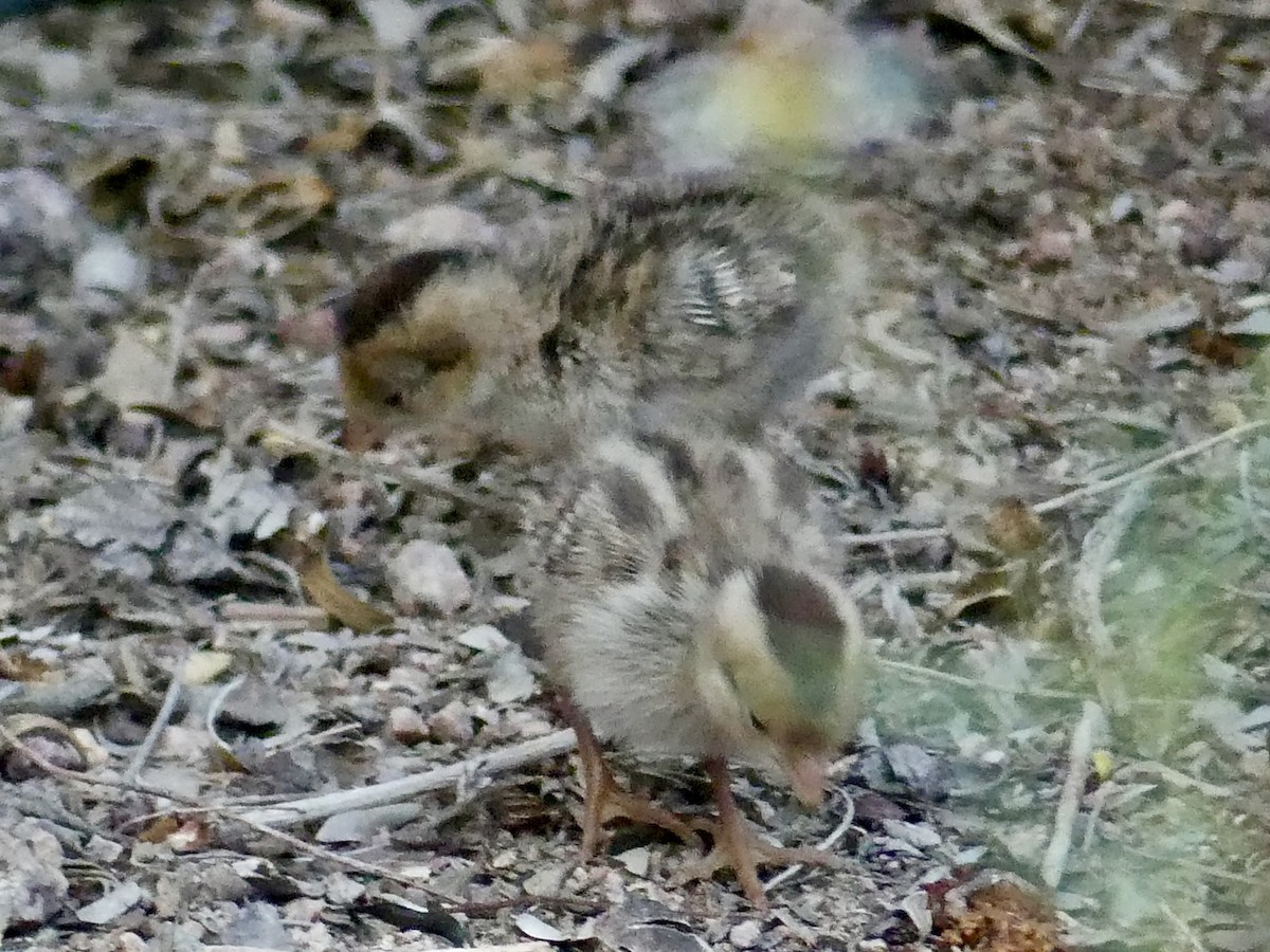 Gambel's Quail - ML620251148