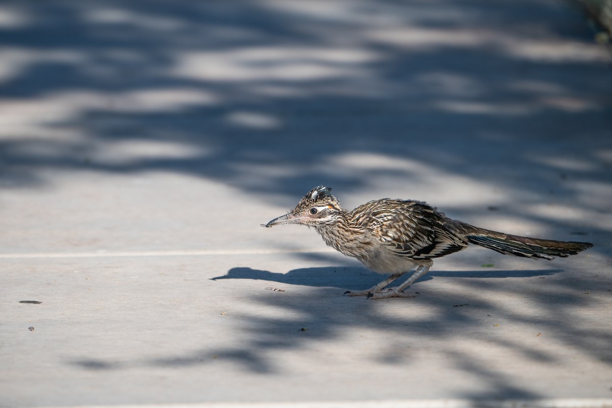 Greater Roadrunner - ML620251156