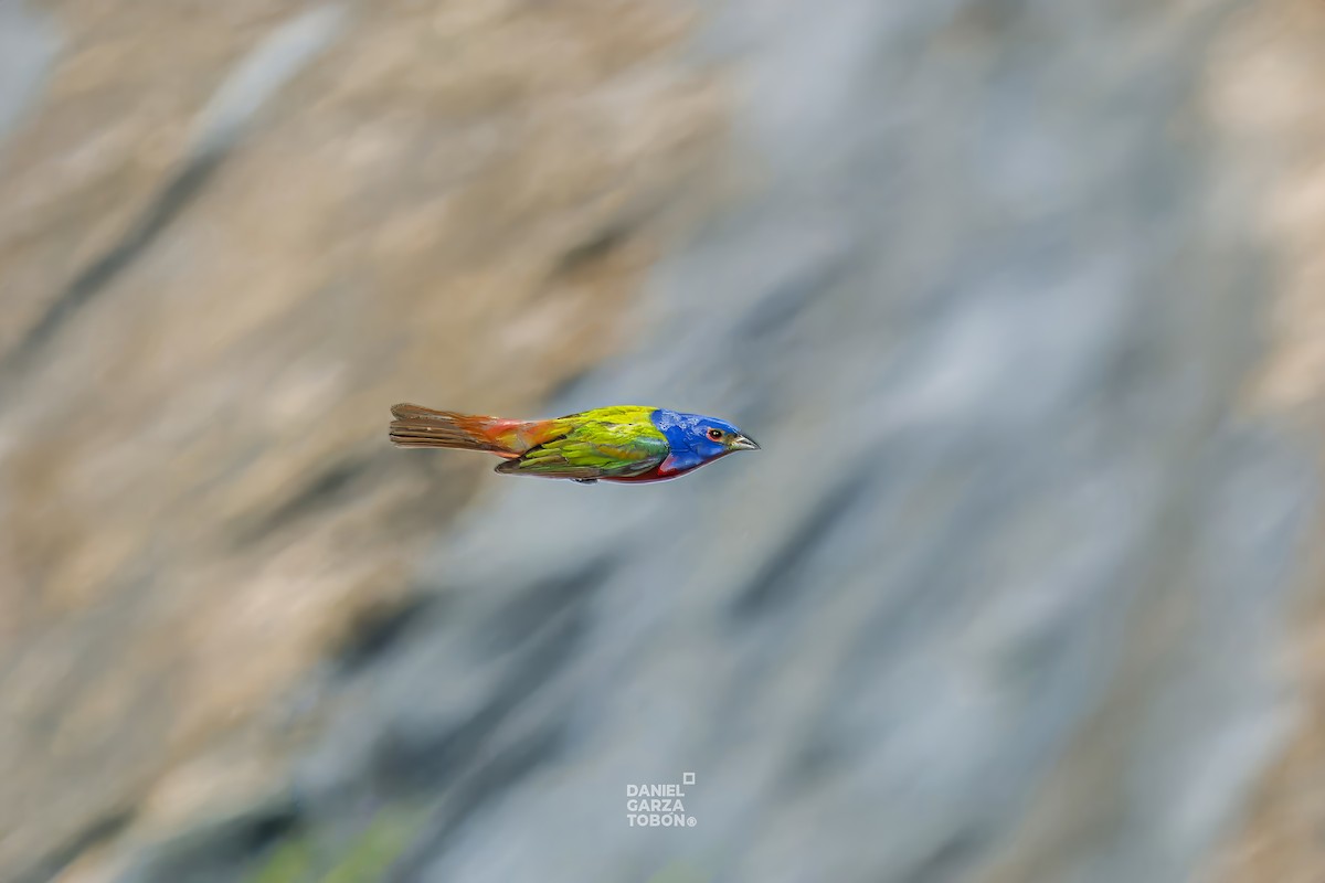 Painted Bunting - ML620251162