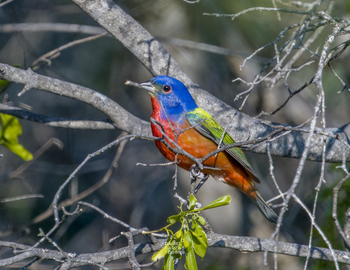 Painted Bunting - ML620251163
