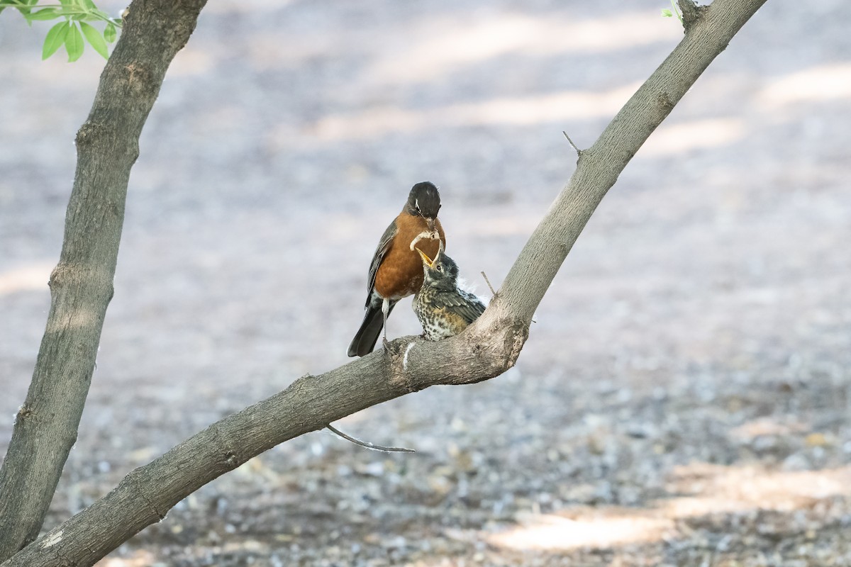 American Robin - ML620251164