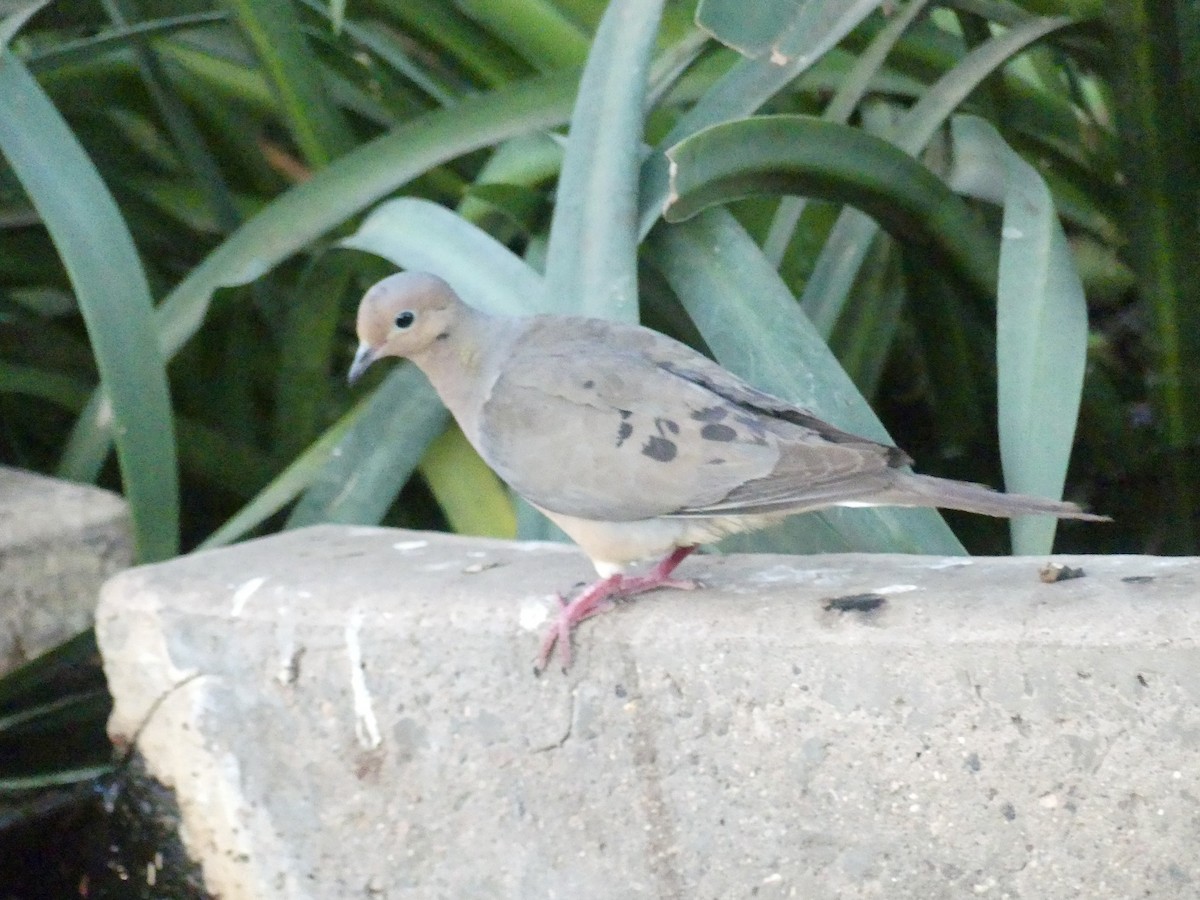 Mourning Dove - ML620251169