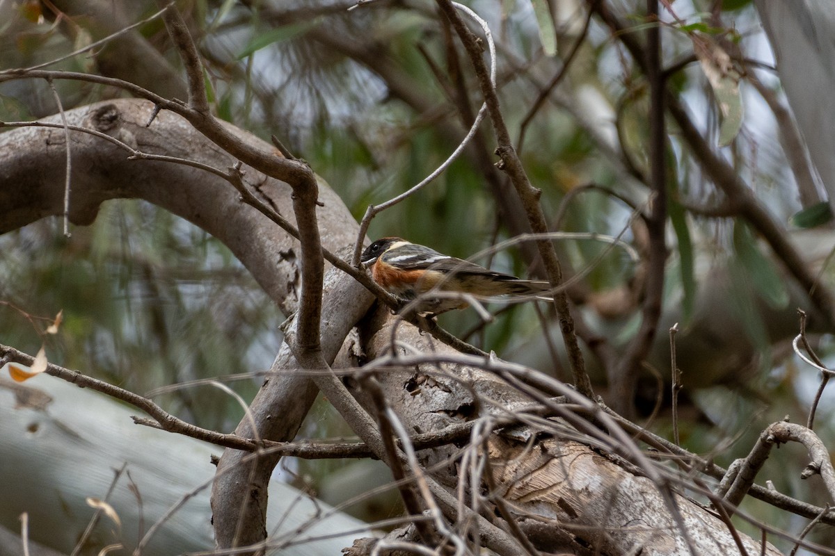 Bay-breasted Warbler - ML620251176