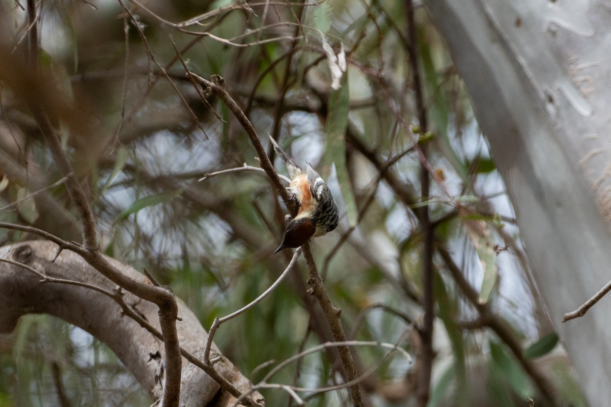 Bay-breasted Warbler - ML620251177