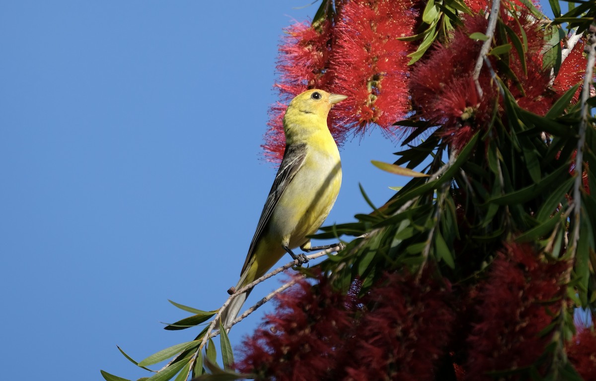 Western Tanager - ML620251181